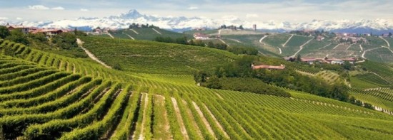 white wines of piedmont - the Alta Langa with vineyards and snow capped mountains in the background