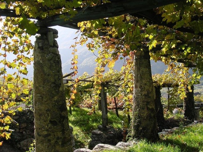 wine vineyard with wine leaves growing on wooden trellis
