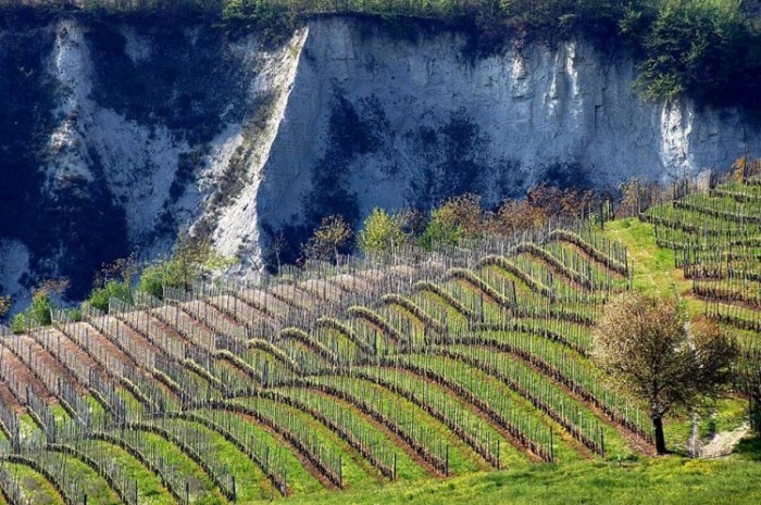 white wines of piedmont - vineyards with cliffs in background