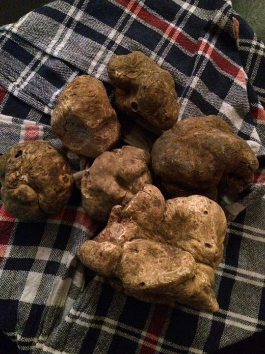 a bunch of white truffles at the alba truffle festival