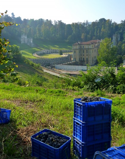 Villa della Regina in Turin with crates full of grapes in the vineyard - The Royal Wine Roads of Piedmont
