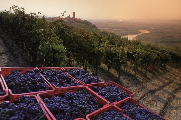 Wine grapes in the Langhe - by Davide Dutto