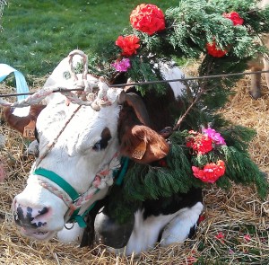 Piemonte cow parade, cow lying down taking a rest adorned in flowers