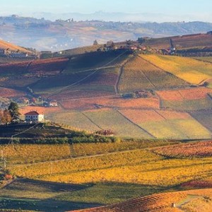 Piedmont's Autumn Landscape with vineyards in fall colors