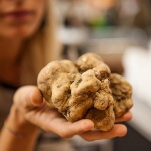Alba White Truffle in hand of lady
