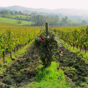Piedmont wine vineyards with rose on end of vine