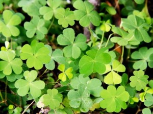 patch of clovers