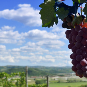 Asti wine vineyard scenic shot with grapes