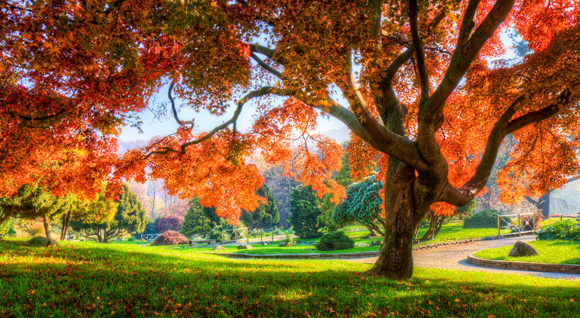 Fitness in Turin - Parco Valentino captured during the autumn with tree with orange and read leaves.