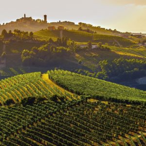 Piedmont rolling hills with vineyards and sunset